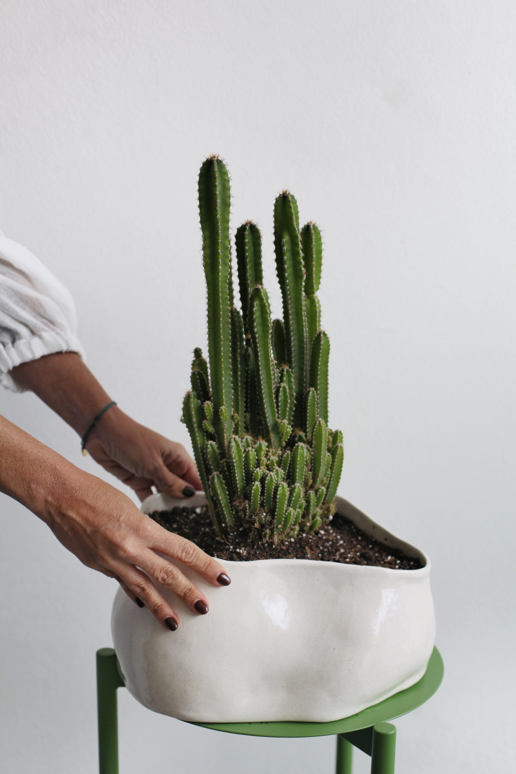 Cactus columnar en maceta cerámica blanca sobre soporte verde, plantas de interior que necesitan poco riego