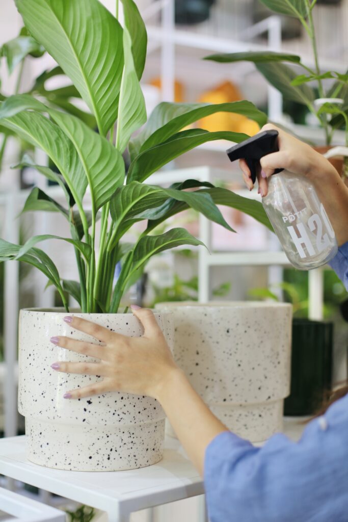 Manos rociando planta de interior con spray, guía completa de cómo regar plantas de interior