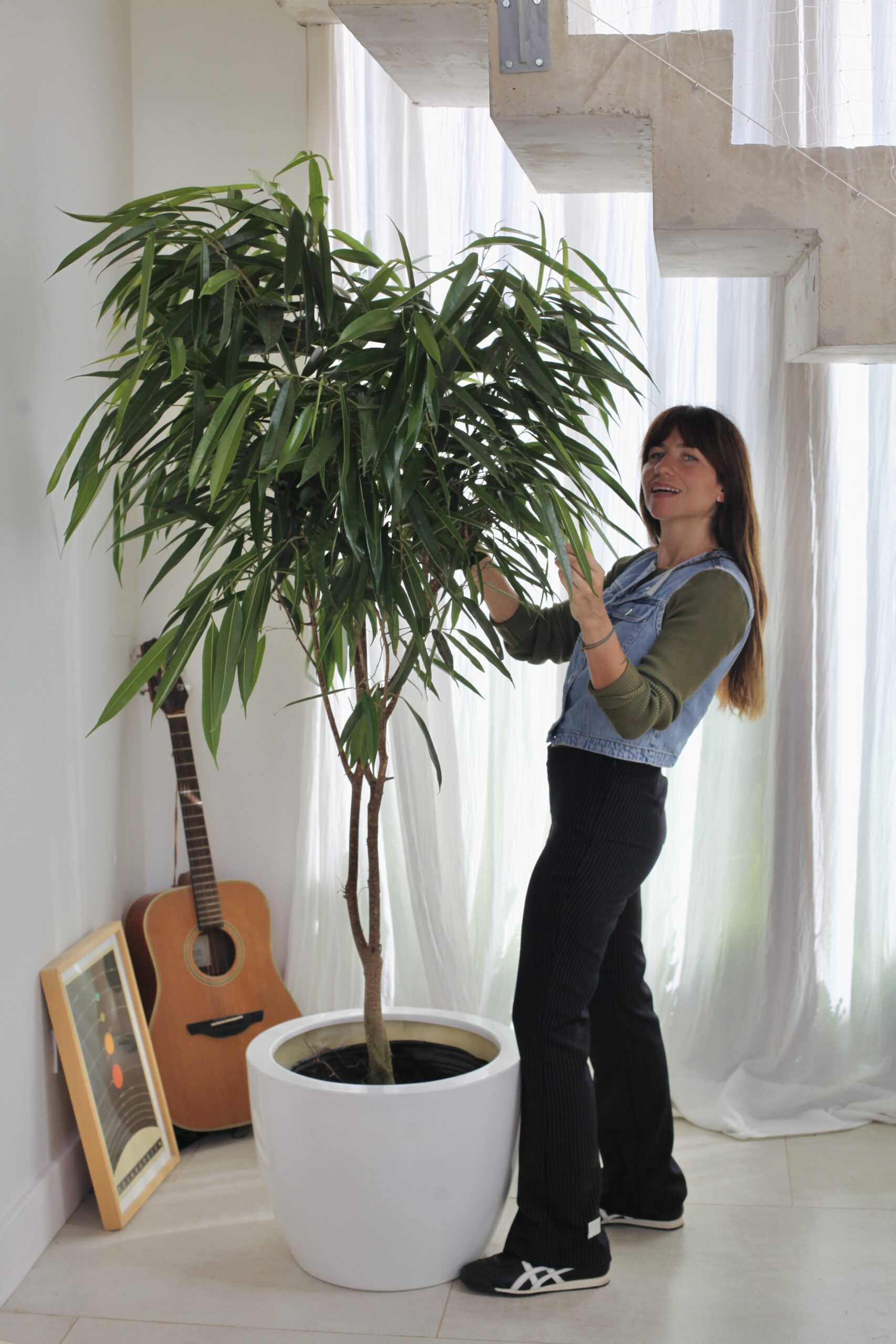 Living luminoso con planta alta en maceta blanca y luz natural abundante, ejemplo de diseño biofílico aplicado al hogar
