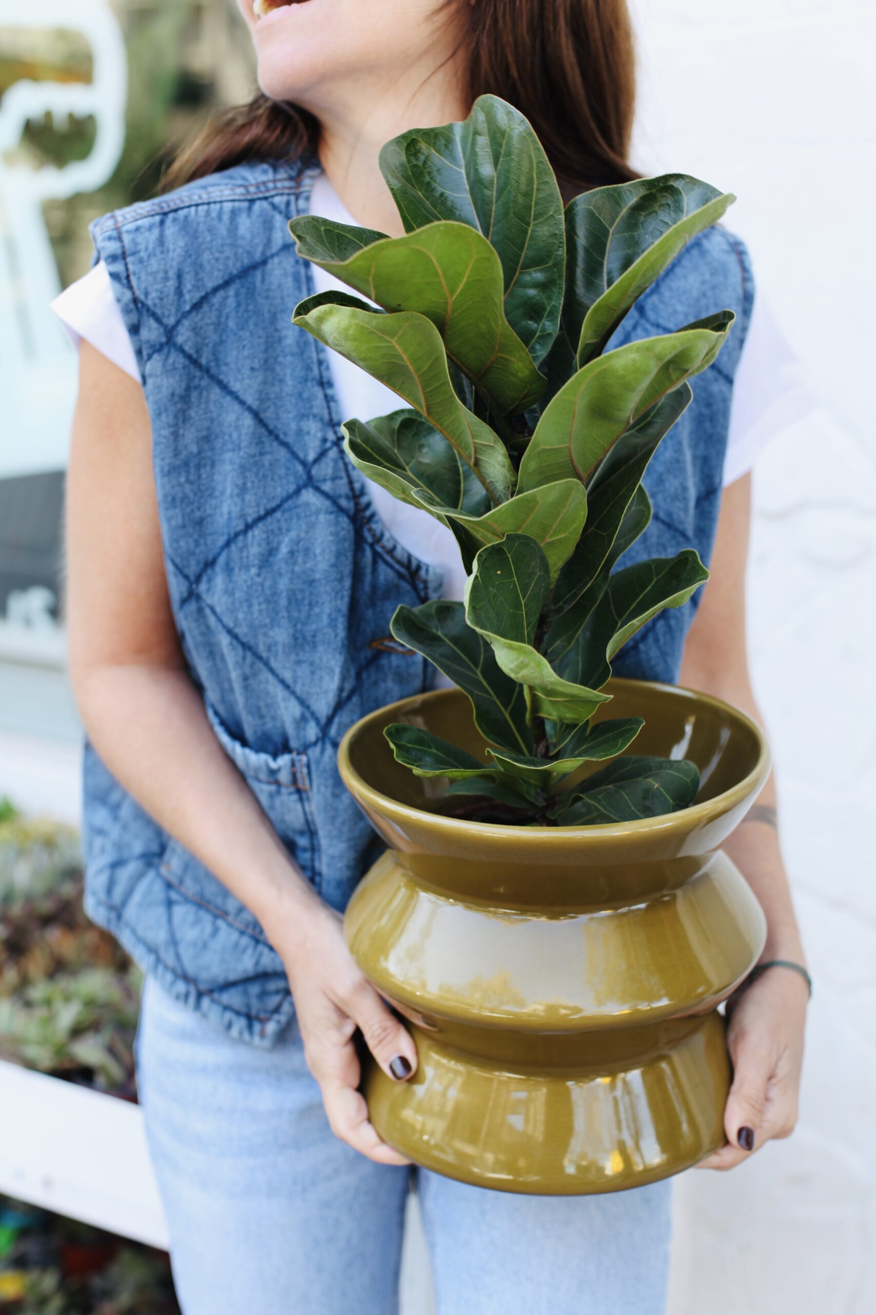 Mujer sosteniendo Ficus Pandurata (Lyrata) en maceta cerámica verde oliva, cuidados riego y ubicación ideal en el hogar