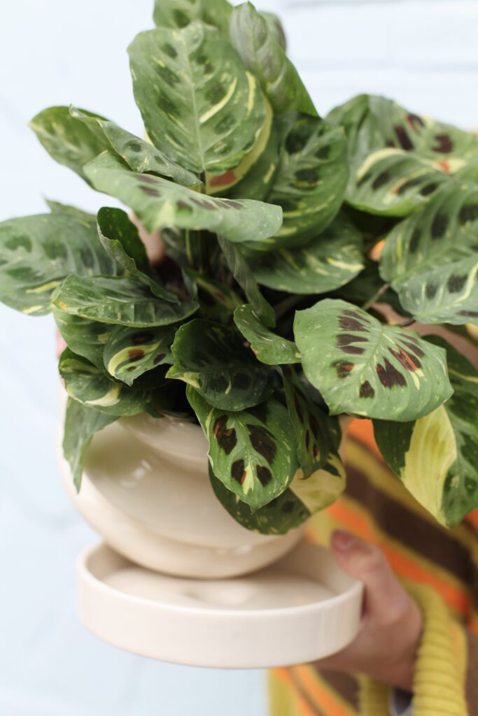 Detalle de planta de interior con hojas verdes en maceta crema, por qué se caen las hojas de las plantas de interior