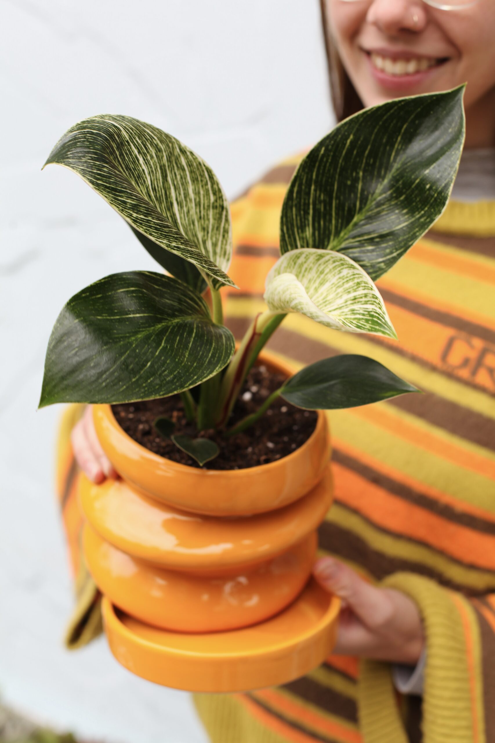 Philodendron variegado en maceta cerámica naranja con anillos, variedades y cuidados del Philodendron de interior