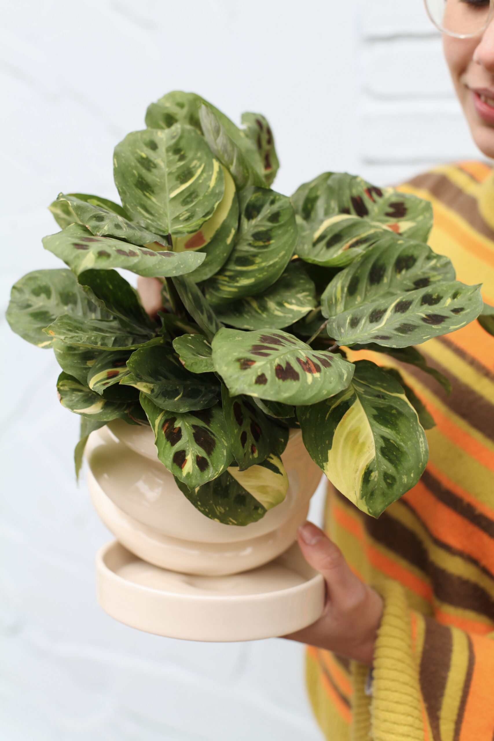 Planta de interior con hojas detalladas en maceta crema, guía para identificar y eliminar plagas en plantas de interior