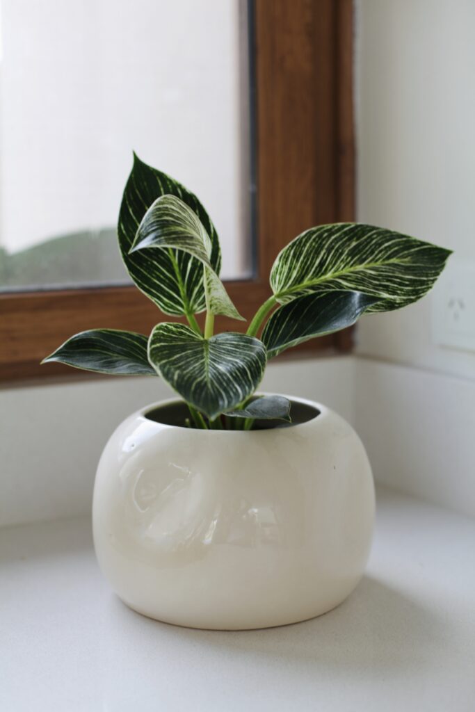 Philodendron Birkin en maceta blanca junto a ventana con luz difusa, plantas para baño que toleran poca luz y humedad