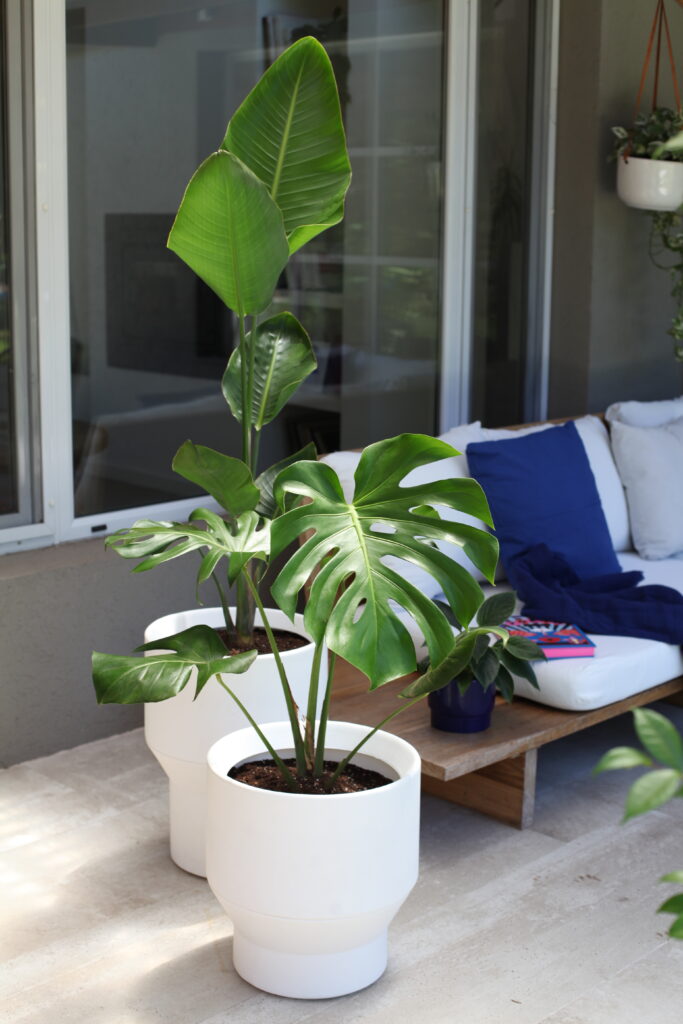 Maceta colgante blanca en pared con Monstera, ideas para usar plantas colgantes en el interior del hogar