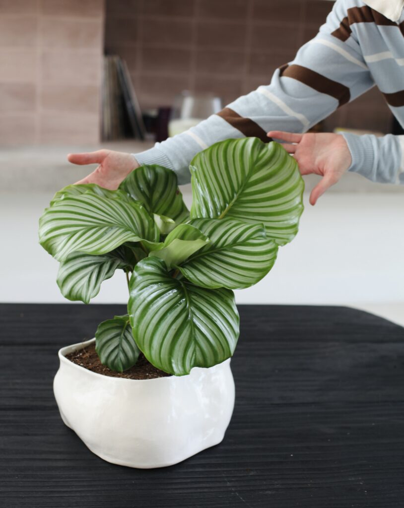 Calathea orbifolia vigorosa en maceta cerámica blanca, ejemplo de plantas de interior resistentes y difíciles de matar
