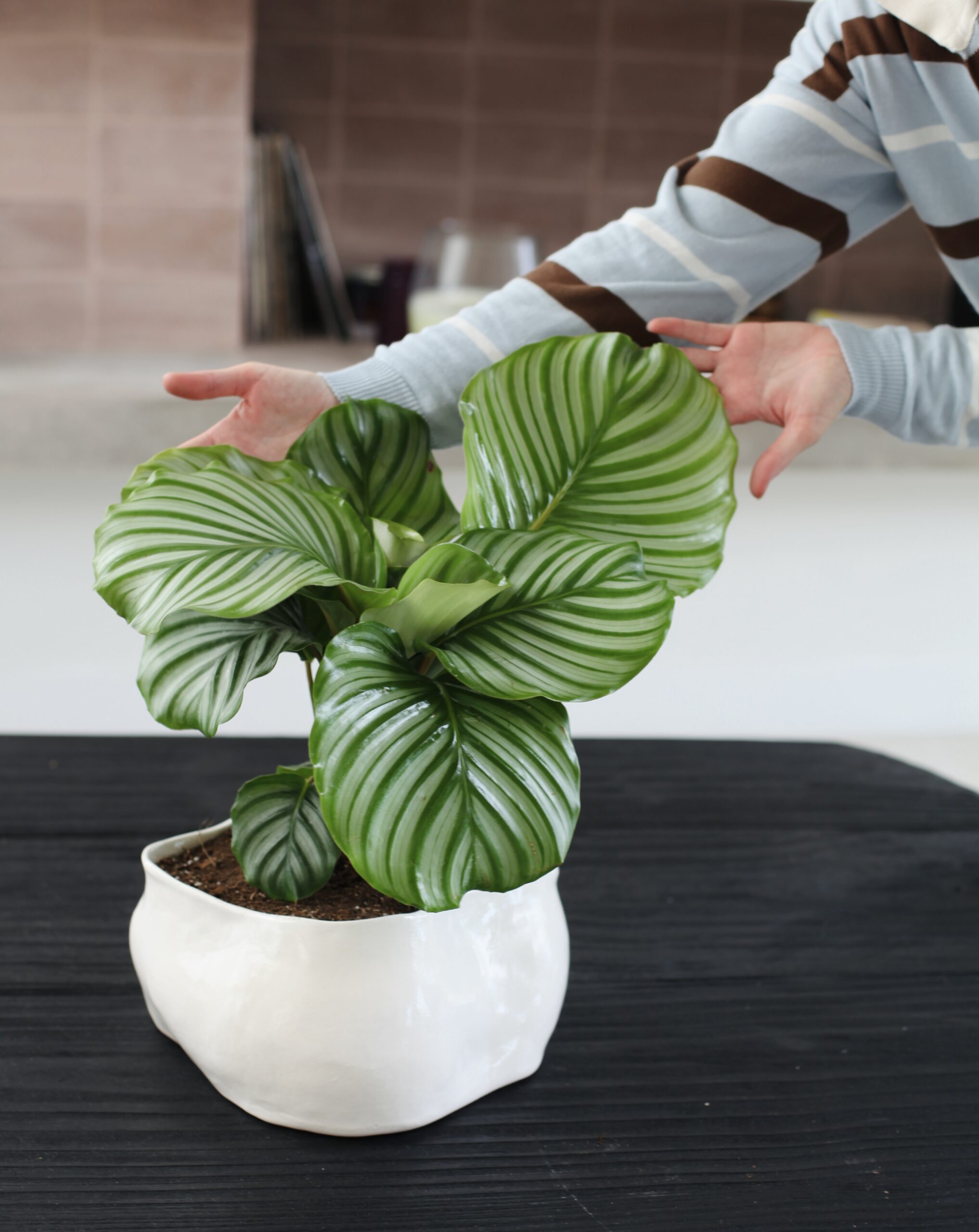 Calathea orbifolia vigorosa en maceta cerámica blanca, ejemplo de plantas de interior resistentes y difíciles de matar