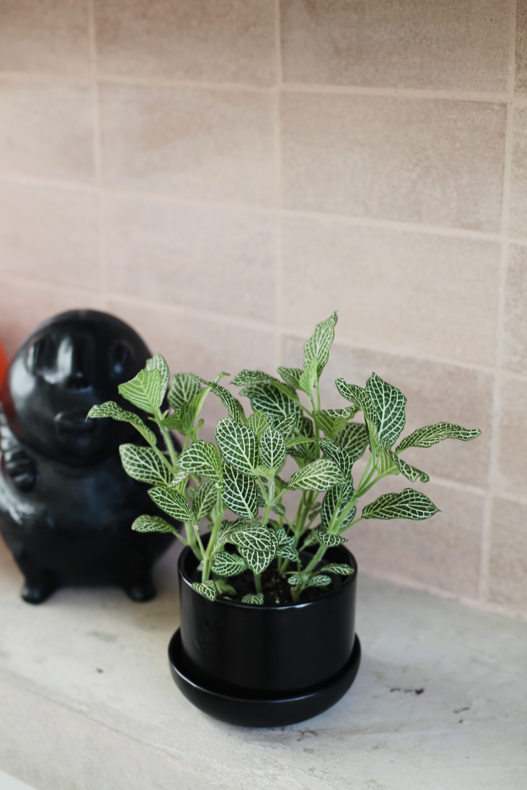 Fittonia en maceta negra en ambiente con poca luz, plantas de interior que no necesitan luz natural