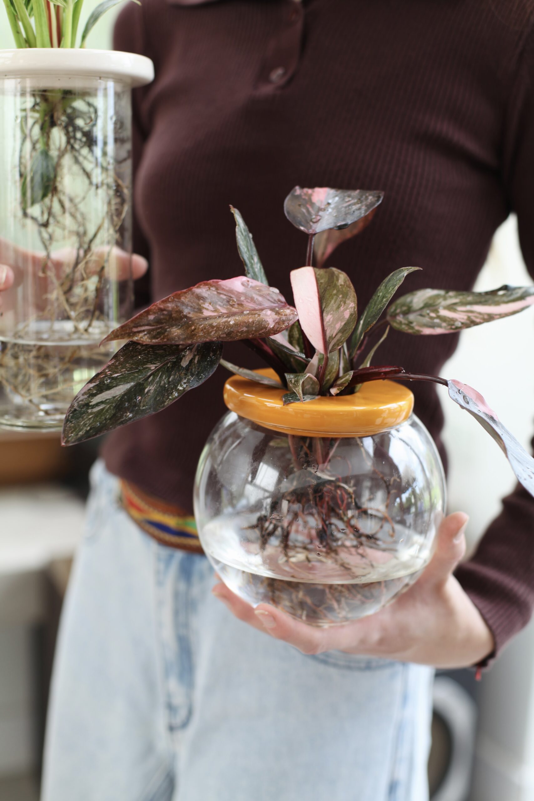 Planta de interior en recipiente de vidrio mostrando sustrato, guía de qué sustrato usar para plantas de interior