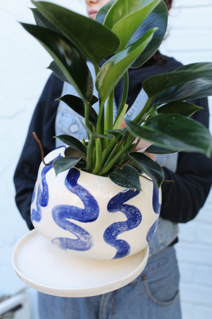 Planta tropical colorida en maceta cerámica de diseño azul, Syngonium variedades cuidados y cómo combinarlo