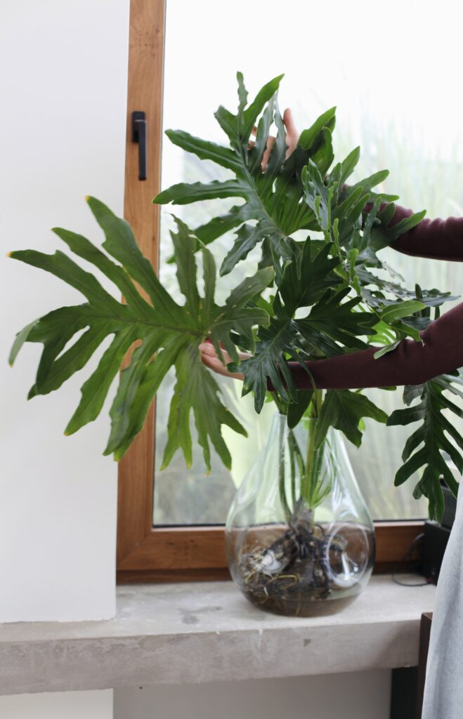 Raíces de Monstera visibles en jarrón de vidrio, guía paso a paso para trasplantar plantas de interior