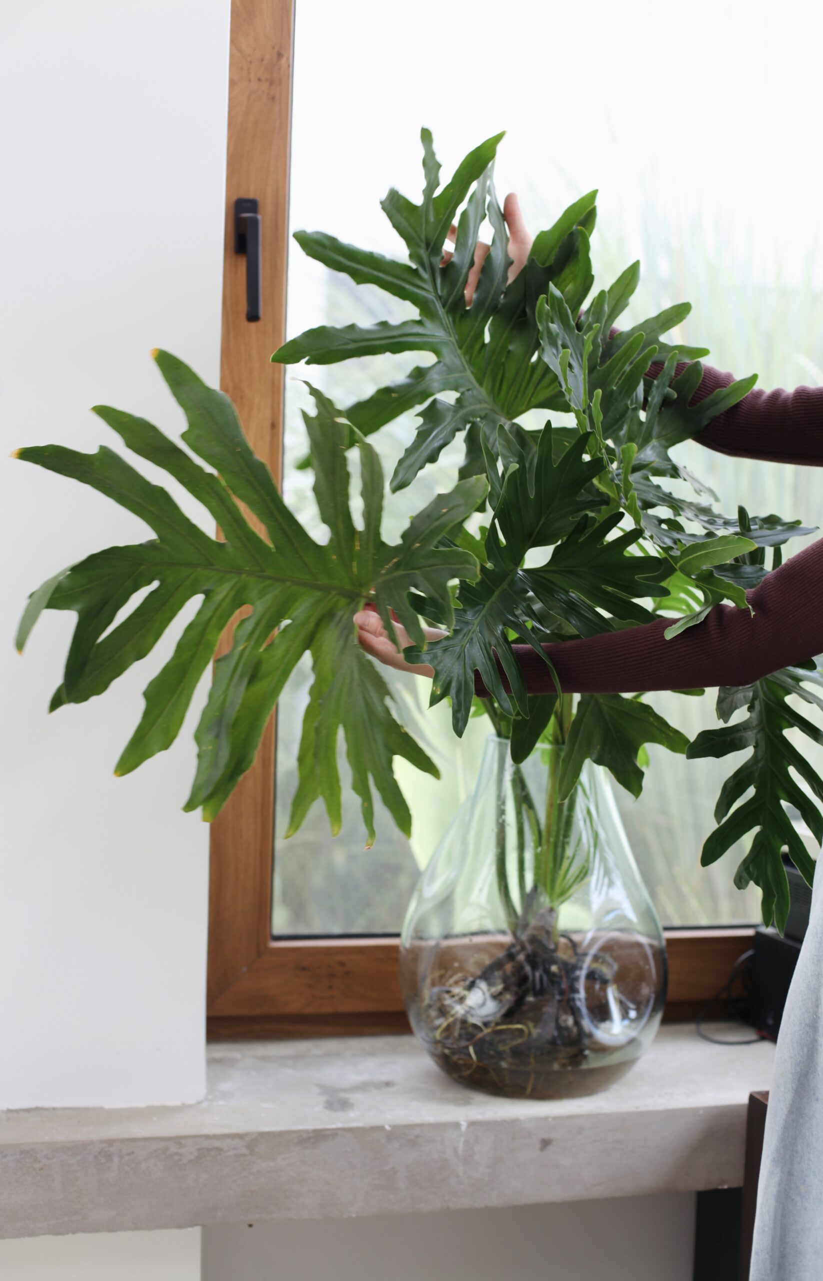 Raíces de Monstera visibles en jarrón de vidrio, guía paso a paso para trasplantar plantas de interior